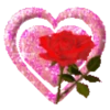 FLORES 17