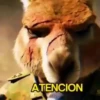 🦘 Canguro Tiktok 🔥 6