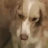 🌈🐕Reaccion Perros Pal Chat🐕🌈 12