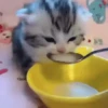 Gatos Animados 😺 II 15