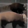 Gatitos 10