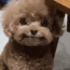random-gifs 12