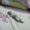 Animated Cats #1 12