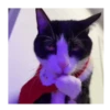 Horny Cats 🐱❤️ 5