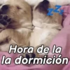 A mimir Zzz Perros 🐶😴 7