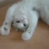 Animated Cats #1 13