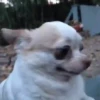 🌈🐕Reaccion Perros Pal Chat🐕🌈 14