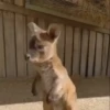 🦘 Canguro Tiktok 🔥 7