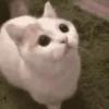 बिल्लियाँ डिप्रेशन ठीक करती हैं 🐈 एनिमेटेड 13