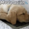 A mimir Zzz Perros 🐶😴 8