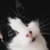 Gatos (sticker.fan) 10