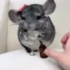 Rata triste de TikTok Meme😞🐭🐁 11