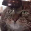 Animated Cats #1 14