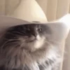 📲UN MIX PAL CHAT 5 📲 11