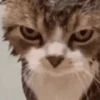 Gatinho Intenso