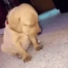 🌈🐕Reaccion Perros Pal Chat🐕🌈 21