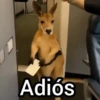 Canguro 2 🦘Tiktok 🔥 8