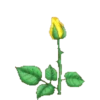 FLORES 20
