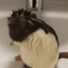 🐀 RATITAS PAL CHAT 🐀 9