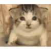 Animated Cats #1 15