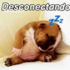 A mimir Zzz Perros 🐶😴 10