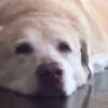 🌈🐕Reaccion Perros Pal Chat🐕🌈 17
