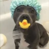 🌈🐕Reaccion Perros Pal Chat🐕🌈 6