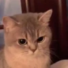 Gatitos 11