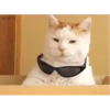 Animated Cats #1 16