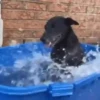 Tá muito calor!!🥵 11