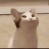 Gatos Animados 😺 II 13
