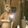 🦘 Canguro Tiktok 🔥 9