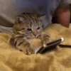 😻Gatitos Pal Chat 😹 12