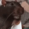 🐀 RATITAS PAL CHAT 🐀 10