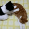 Gatos Animados 😺 7