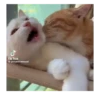 Horny Cats 🐱❤️ 12