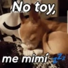 A mimir Zzz Perros 🐶😴 11