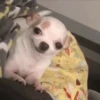 🌈🐕Reaccion Perros Pal Chat🐕🌈 15