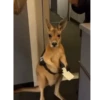 Canguro 2 🦘Tiktok 🔥 9