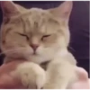 बिल्लियाँ डिप्रेशन ठीक करती हैं 🐈 एनिमेटेड 14