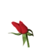 FLORES 23