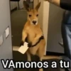 Canguro 2 🦘Tiktok 🔥 10