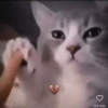 Animated Cats #1 18