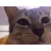 Animated Cats #1 19