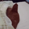 Gatos Animados 😺 II 5