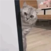 Gatos Animados 😺 II 11