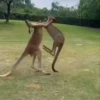 🦘 Canguro Tiktok 🔥 11