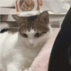 Miau na Caixa