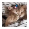 Horny Cats 🐱❤️ 10