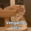 Vengache paca